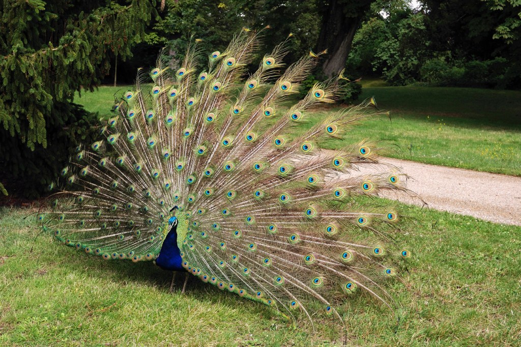 #Paon #Jardin #Oiseau #Bleu #Arc-en-Ciel
